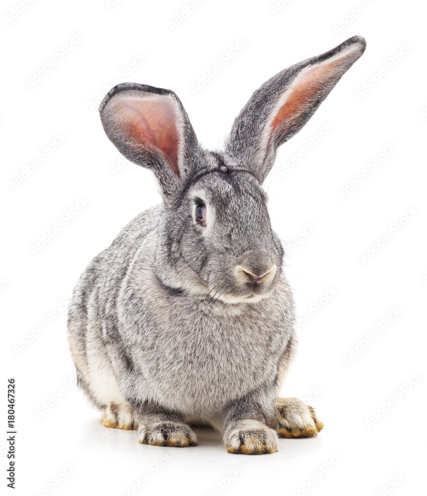Obraz premium Grey rabbit.