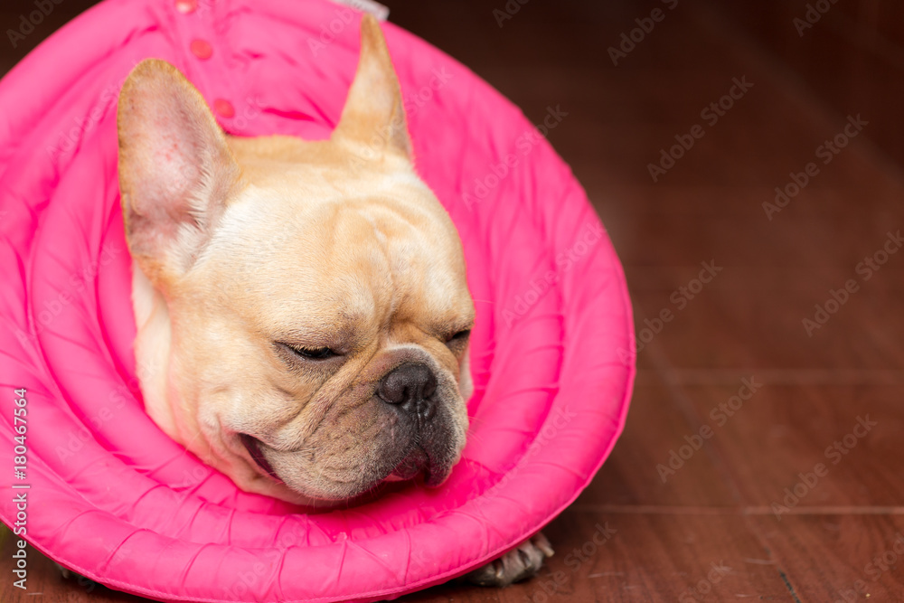 Closed up french bulldog animal is wearing guard on the sick day