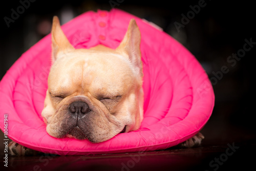 Fototapeta Naklejka Na Ścianę i Meble -  Closed up french bulldog animal is wearing guard on the sick day