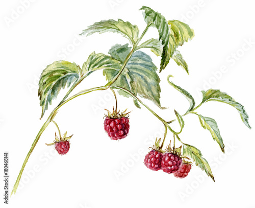 Raspberry