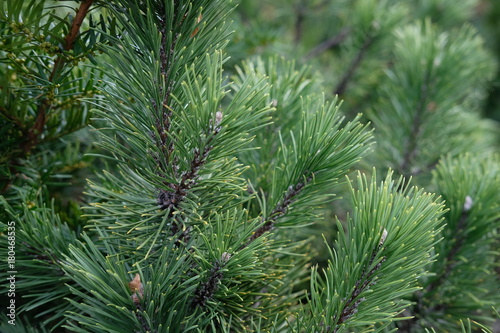 Pine needles