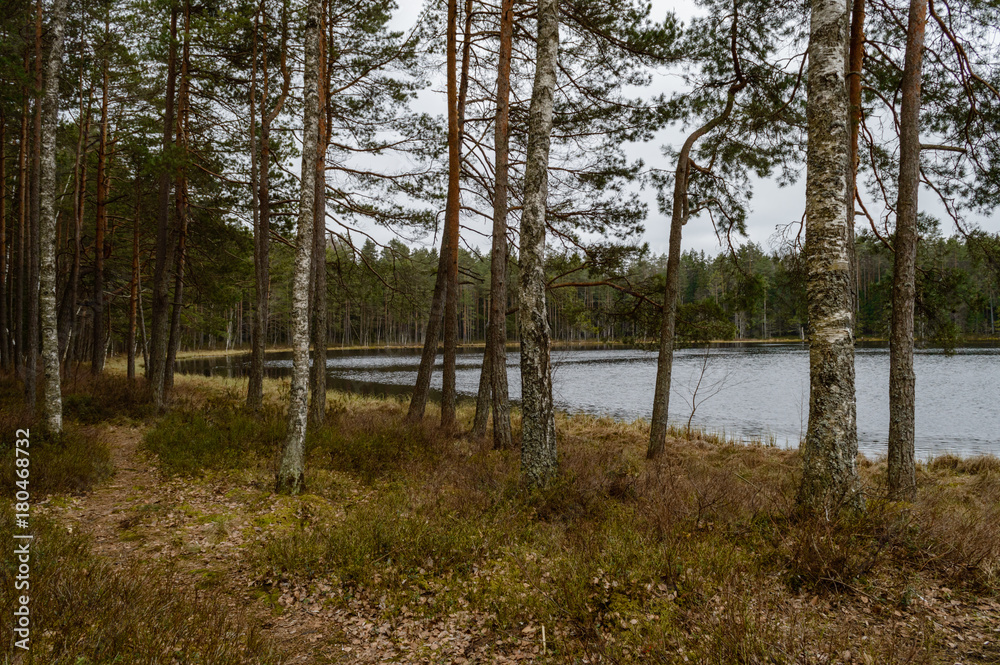 scenic wetlands with country lake or river in summer scenic wetlands with country lake or river in summer