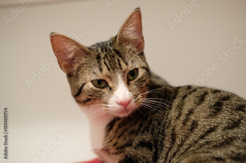 Fototapeta Naklejka Na Ścianę i Meble -  Calico kitten 