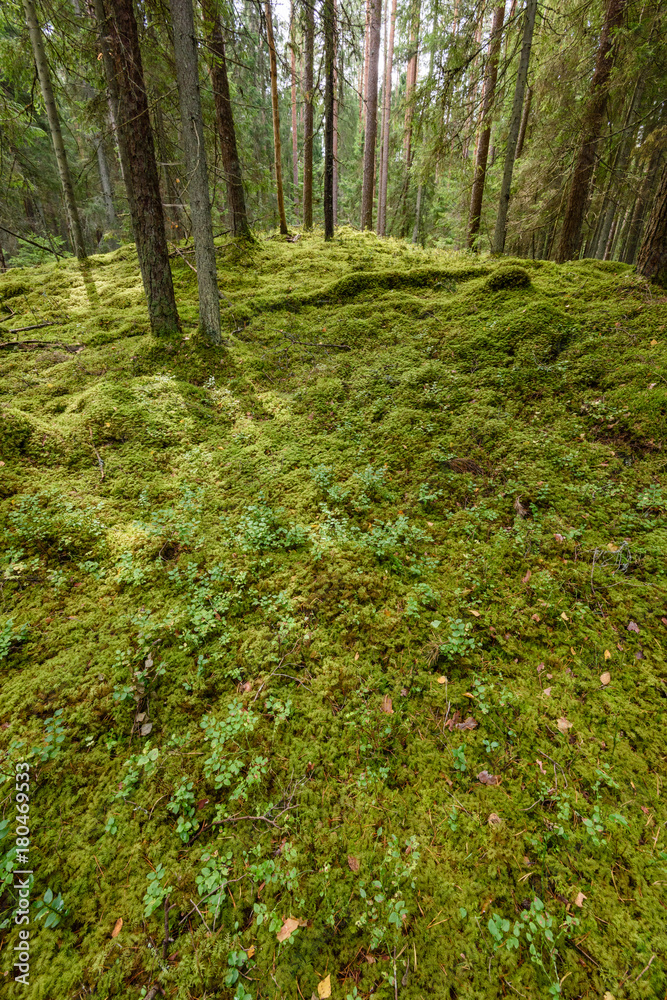 Fototapeta premium Old forest with moss covered trees and rays of sun