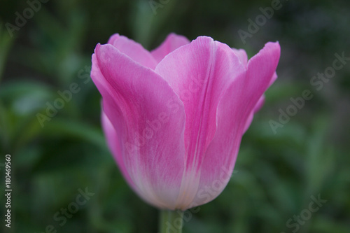 Tulpe bl  ht im Garten