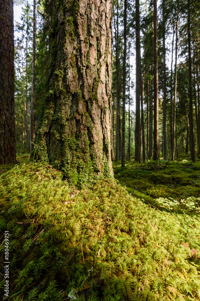 Old forest with moss covered trees and rays of sun Old forest with moss covered trees and rays of sun