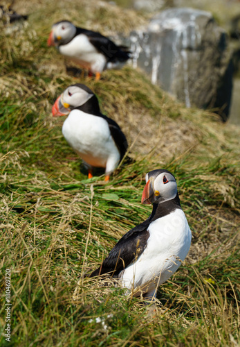 Three Puffins near a Cliff in Iceland