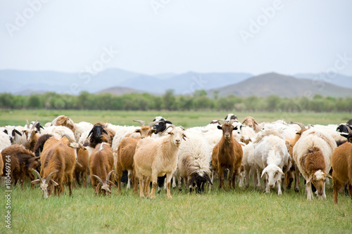 grazing flock of goats and sheep