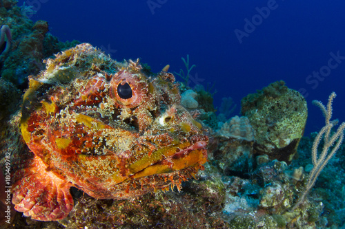 Stonefish photo