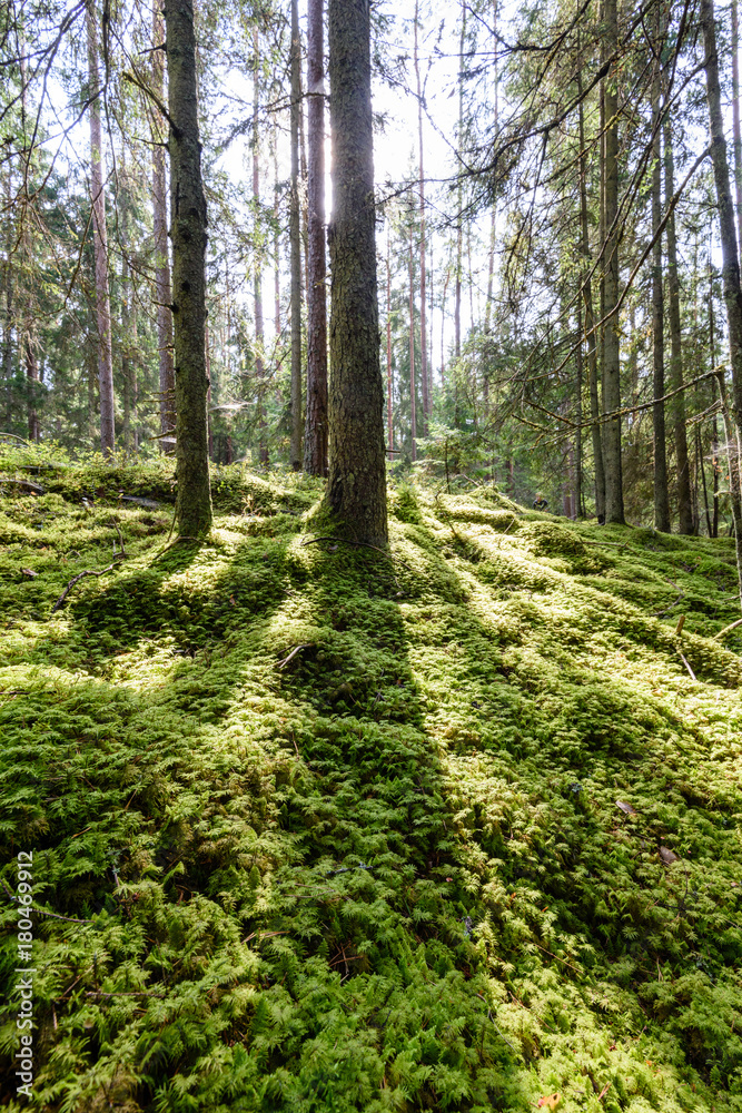 Old forest with moss covered trees and rays of sun Old forest with moss covered trees and rays of sun