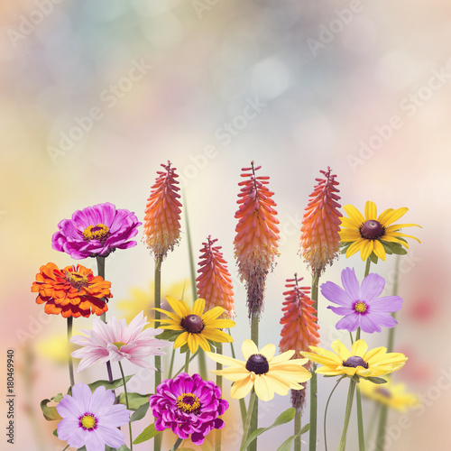 Variety of colorful flowers