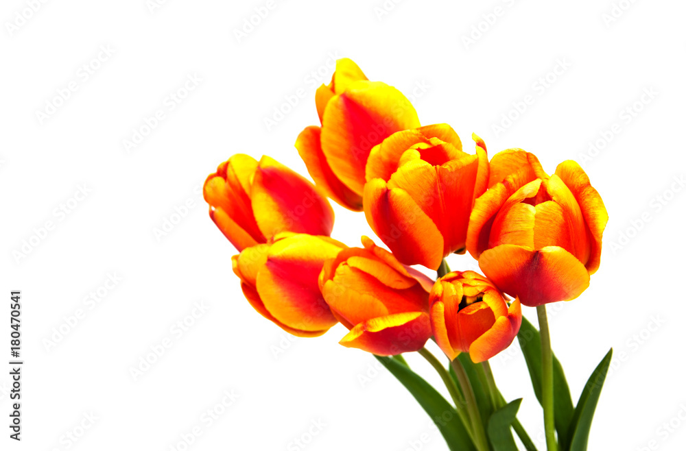 Spring tulips flowers Spring tulips flowers