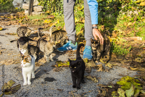 Photography cats and fall