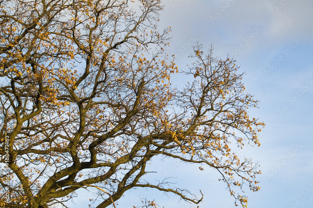 autumn branches with yellow leaves against the sky autumn branches with yellow leaves against the sky