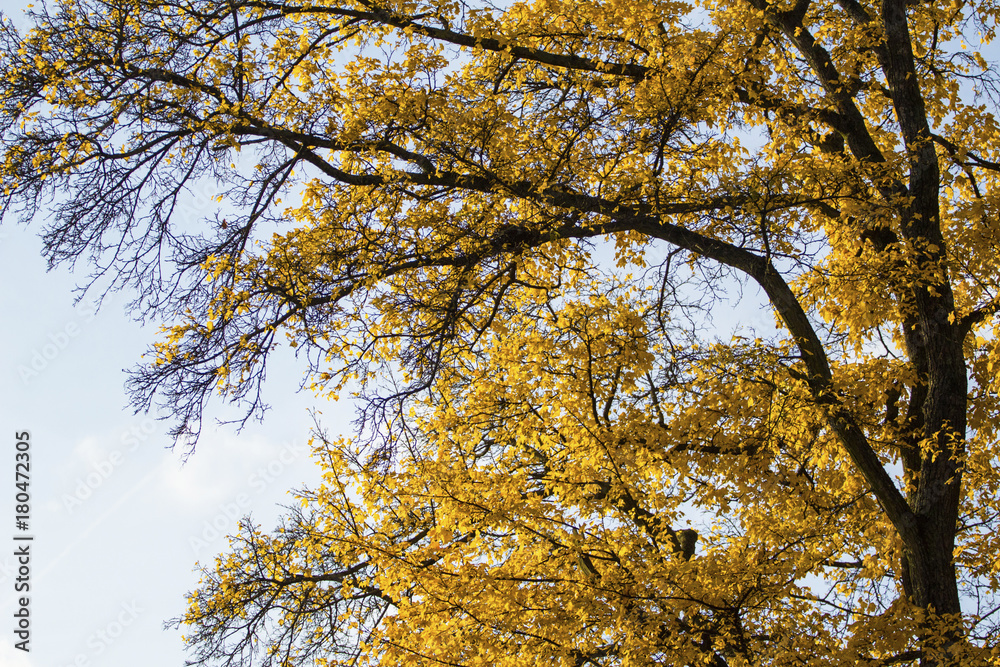 autumn branches with yellow leaves against the sky autumn branches with yellow leaves against the sky