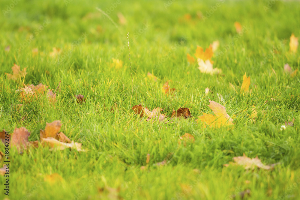 fallen yellow leaves on green grass