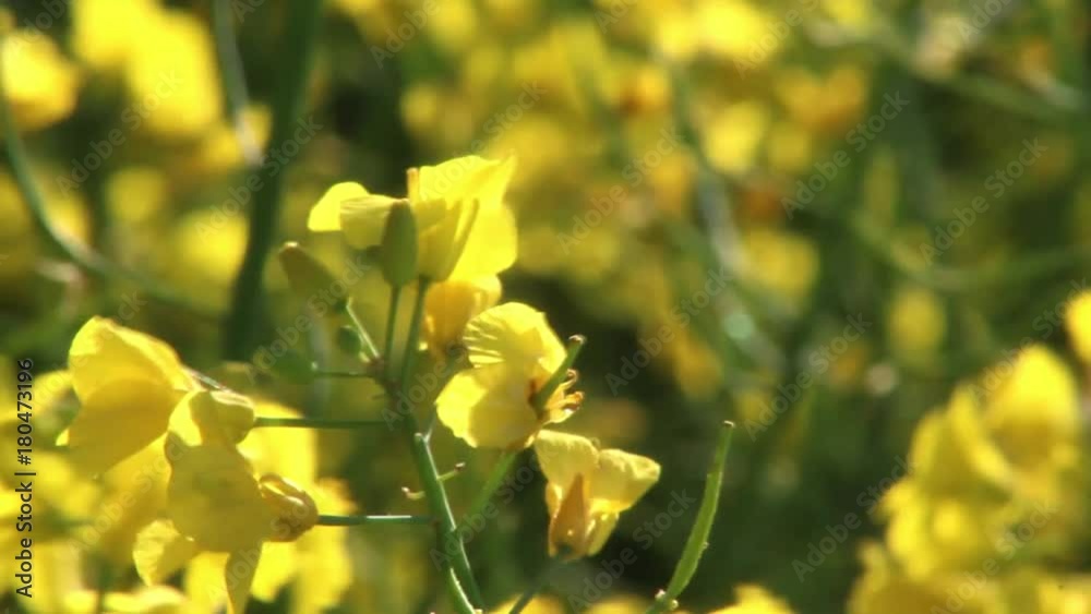 Campi coltivati fioritura di scolza fiori gialli