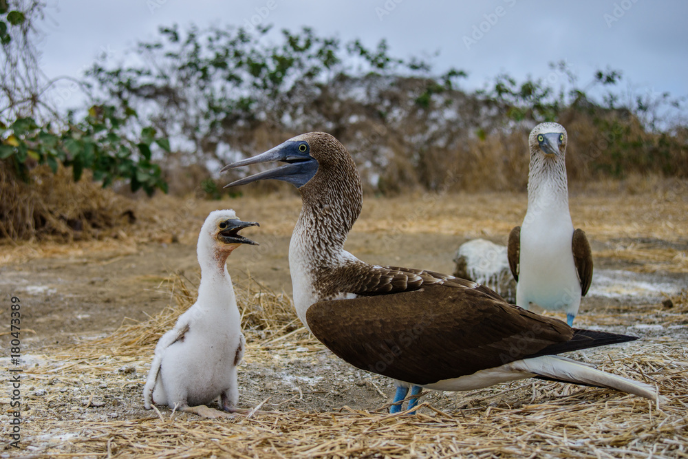 Blue Footed Booby (Sula nebouxii) Blue Footed Booby (Sula nebouxii)