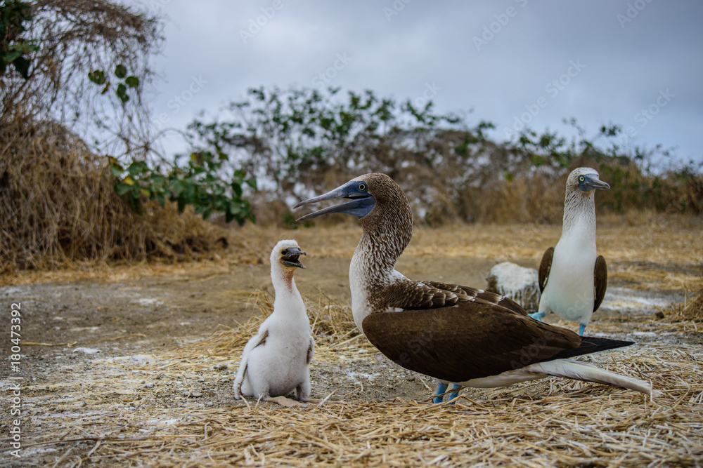 Blue Footed Booby (Sula nebouxii) Blue Footed Booby (Sula nebouxii)