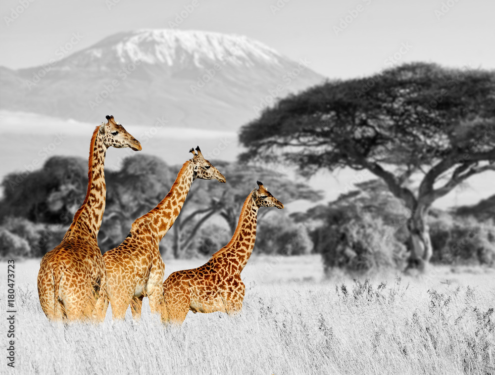 Fototapeta premium Giraffe in National park of Kenya