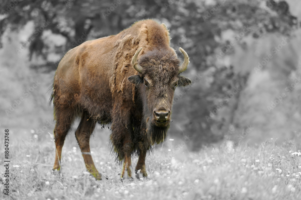 Black and white photography with color bison Black and white photography with color bison