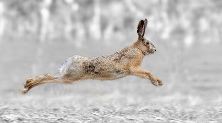 Black and white photography with color hare