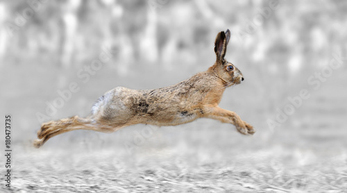 Black and white photography with color hare