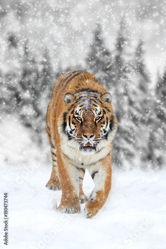 Black and white photography with color tiger