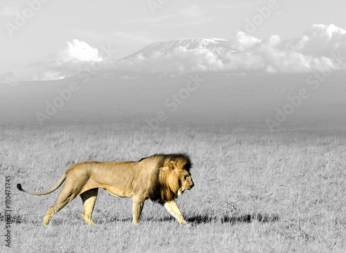 Black and white photography with color lion