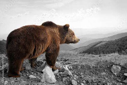 Black and white photography with color bear