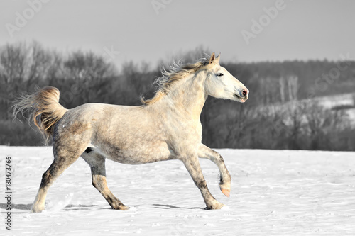 Black and white photography with color horse © byrdyak
