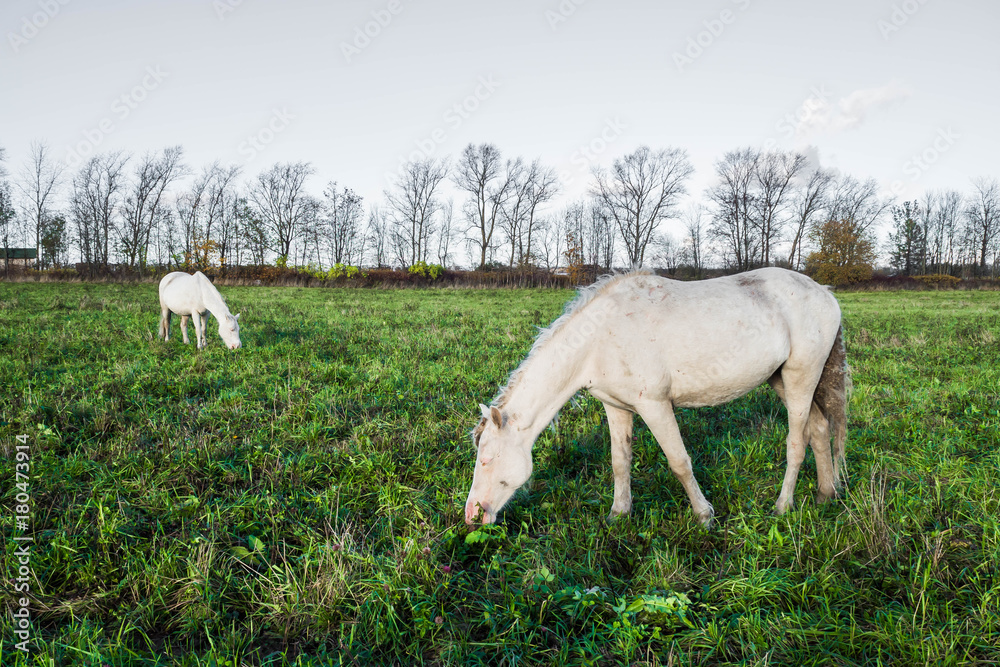 White horse in a green field, the world and life of animals in nature. White horse in a green field, the world and life of animals in nature.