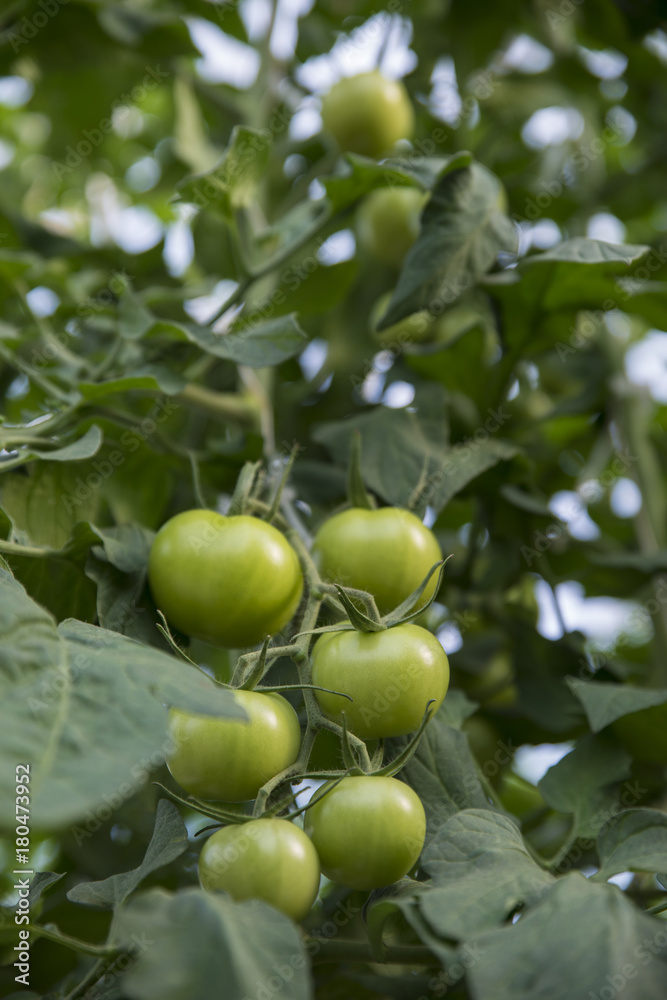 Organic ripe tomato cluster in a greenhouse Organic ripe tomato cluster in a greenhouse