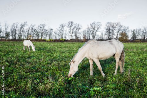 White horse in a green field  the world and life of animals in nature. 