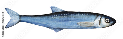 Watercolor single smelts fish illustration. Top view, blue colors, closeup; small, thin, long, whole body. Hand drawn watercolour paint, isolated on white background.