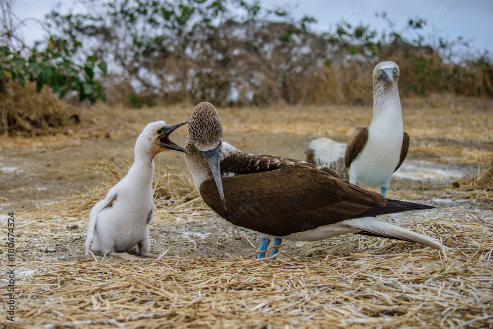 Blue Footed Booby (Sula nebouxii) Blue Footed Booby (Sula nebouxii)