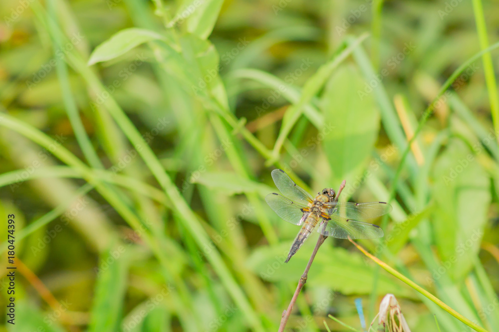 dragonfly resting on grass