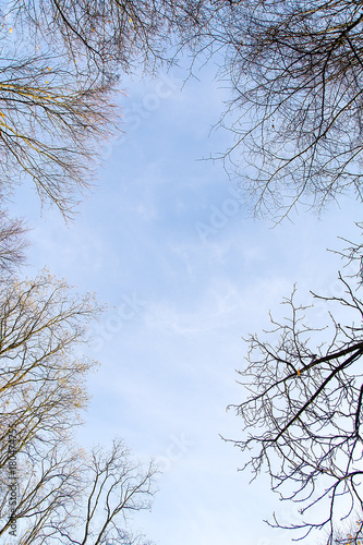 Trees in autumn on the sky background © Przemyslaw Reinfus