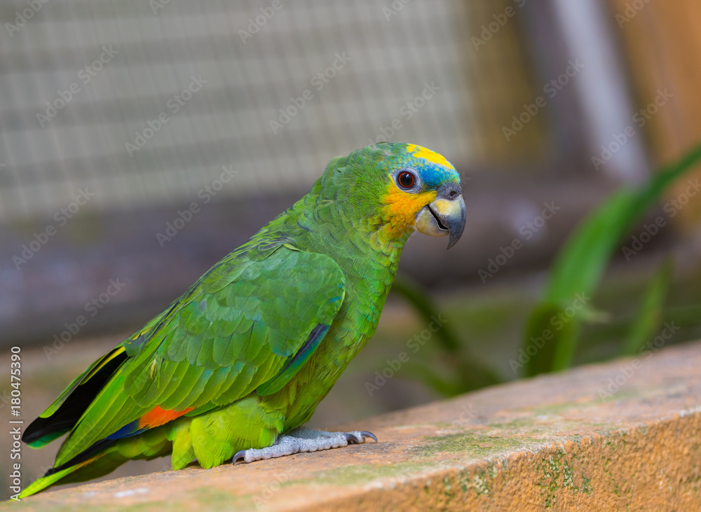 blue fronted amazon, green parrot blue fronted amazon, green parrot
