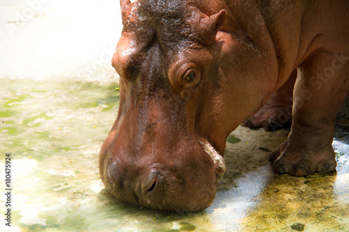 Hippopotamus in the zoo.