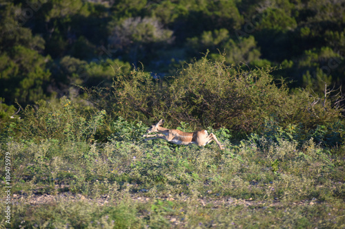 Black Buck Antelope Running in the wild