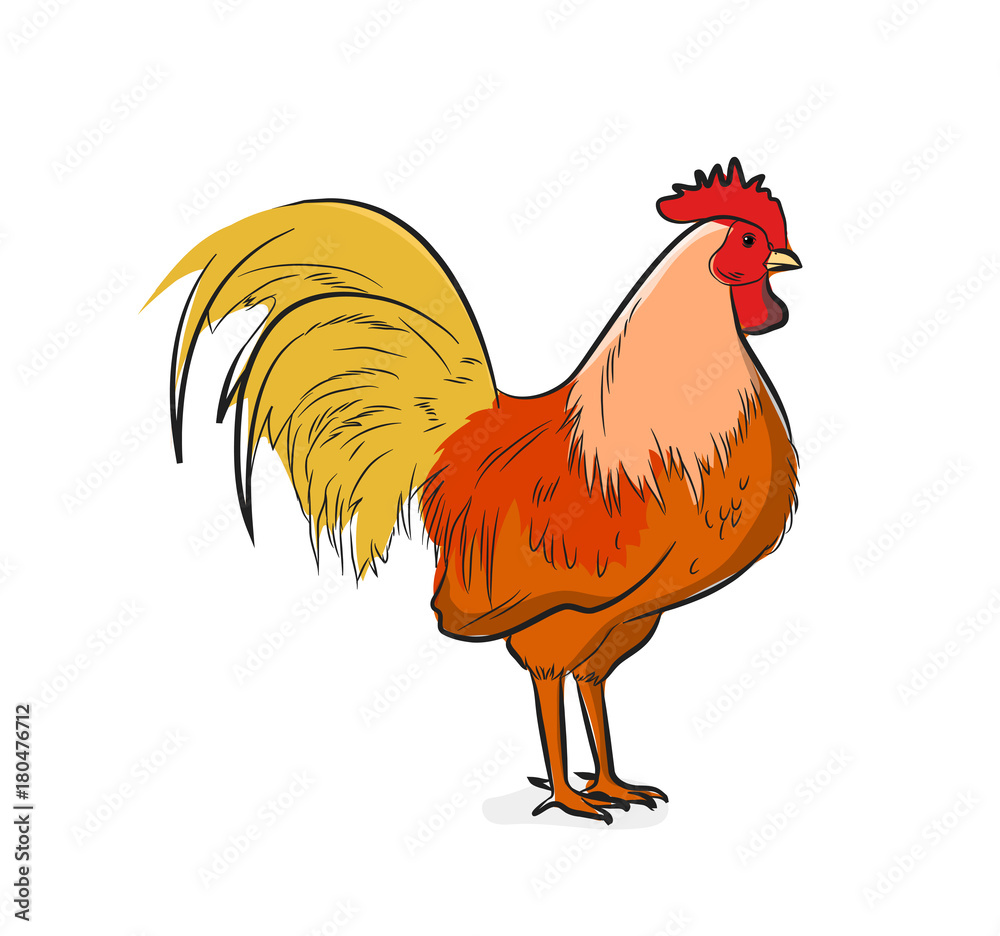 Fototapeta premium Domestic Chicken Vector Illustration