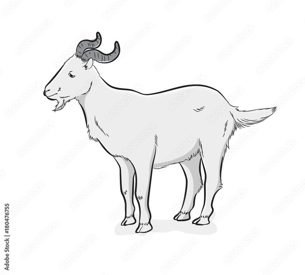 Mountain Goat Vector Illustration