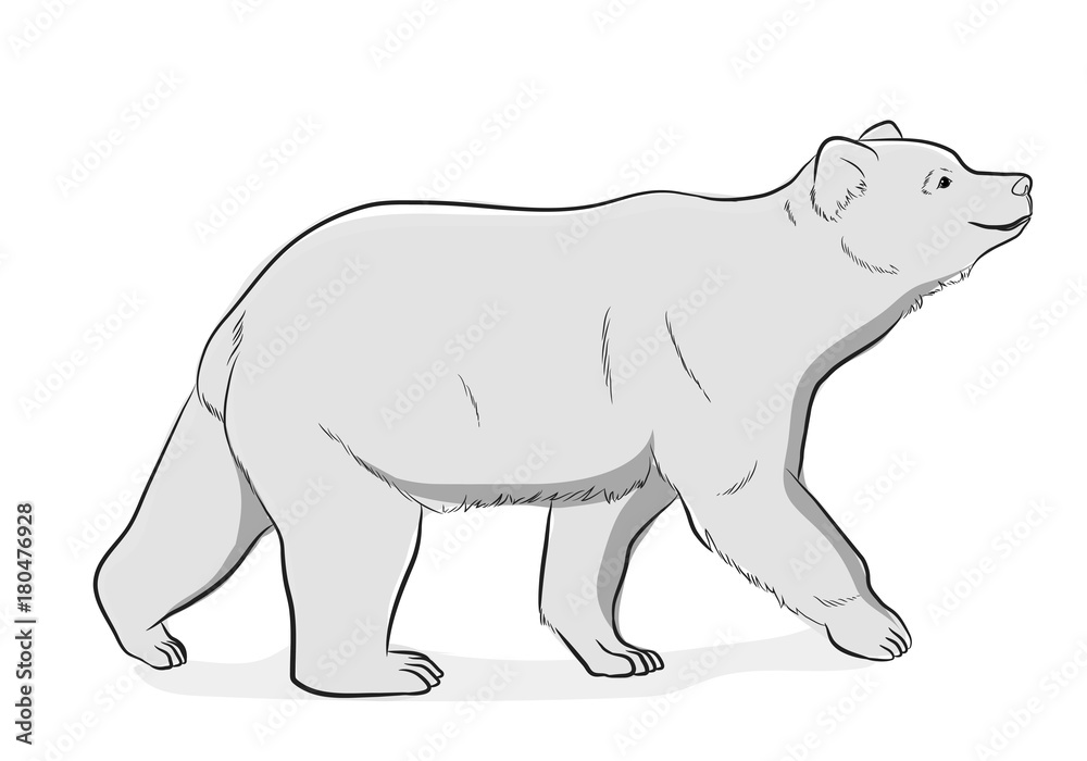 Fototapeta premium Wild Bear Vector Illustration