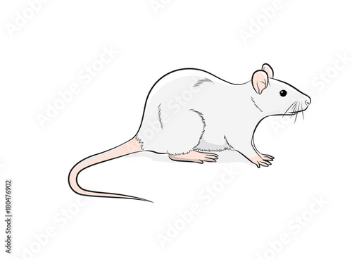 Domestic Mouse Vector Illustration