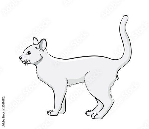 Cat Vector Illustration
