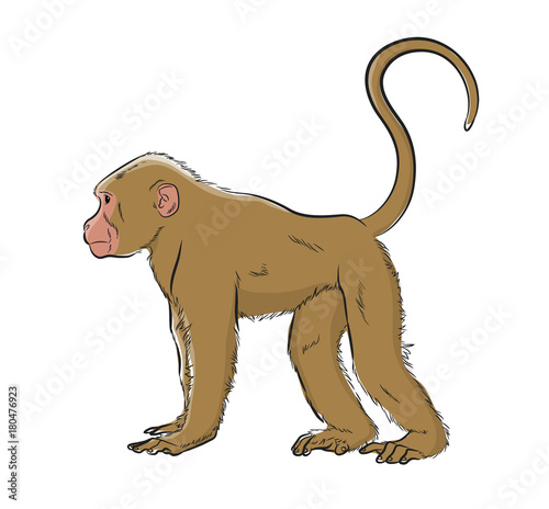 Monkey Vector Illustration