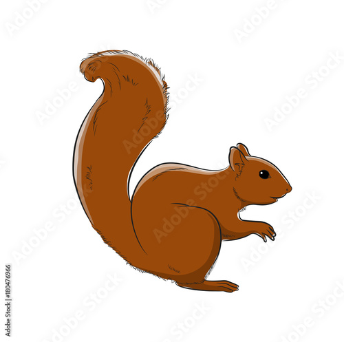 Red Squirrel Vector Illustration