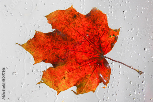 Orange autumn maple leaf on a rainy window. The concept of Fall seasons.