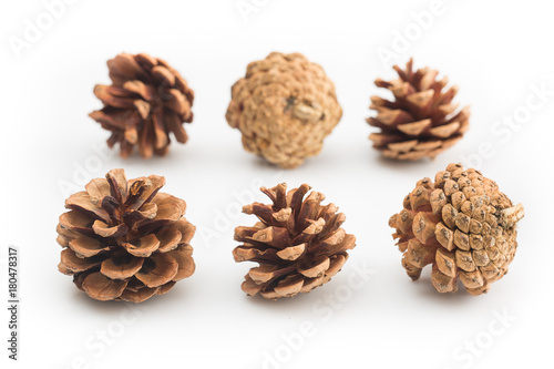 brown pine cones isolated